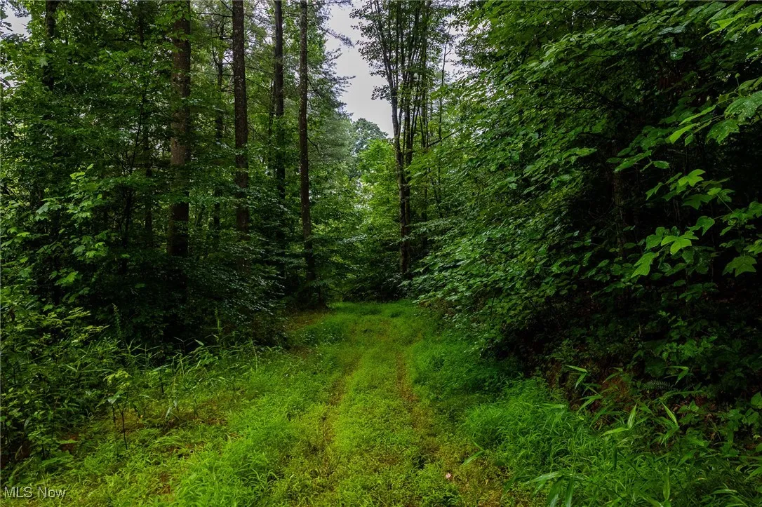 View of undeveloped land