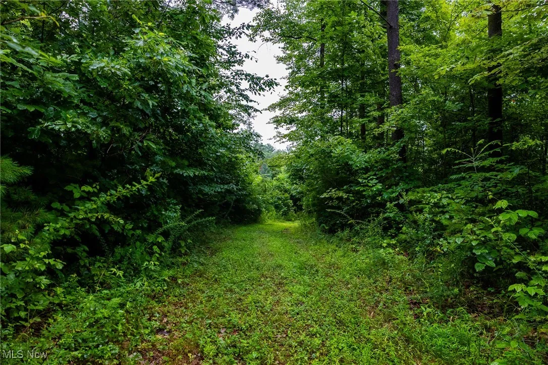 View of wooded area