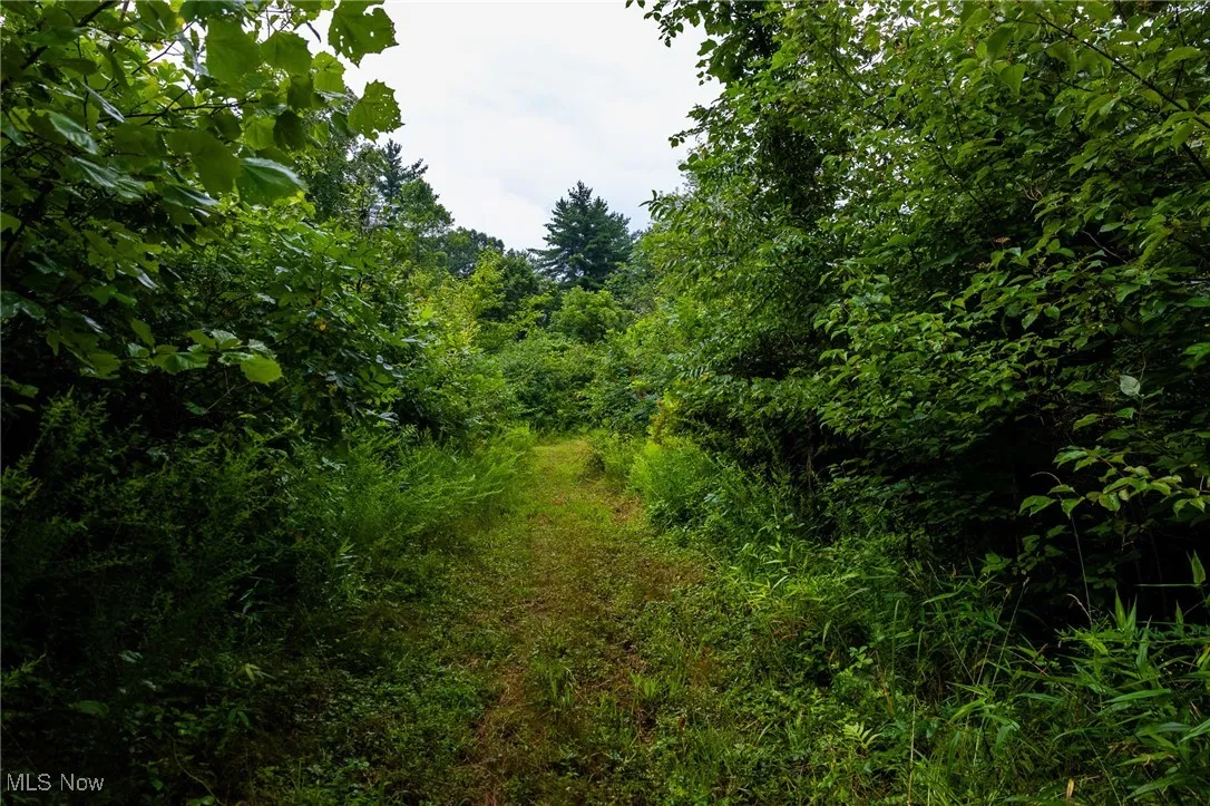 View of local wilderness