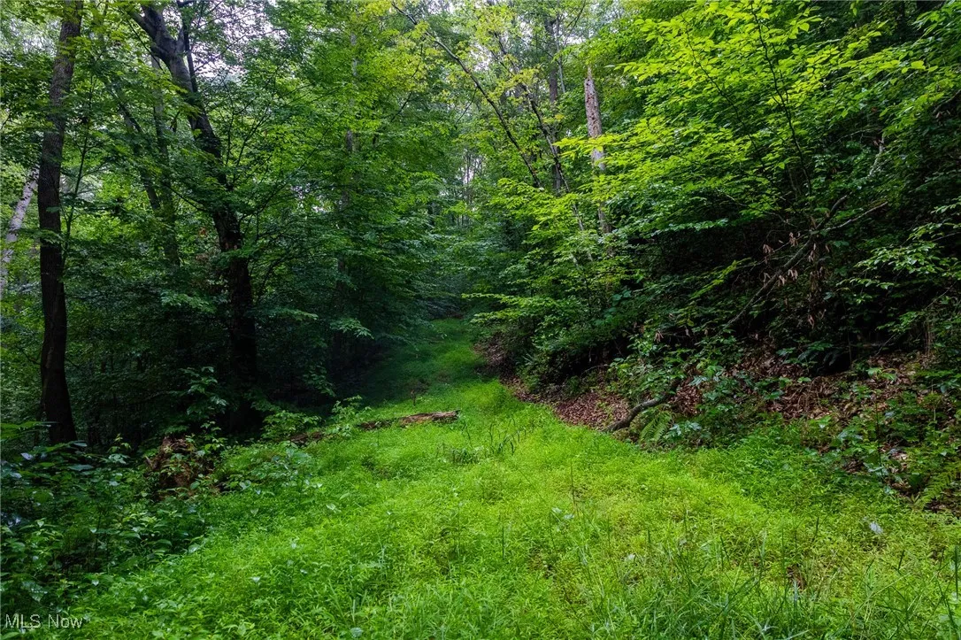 View of wooded area