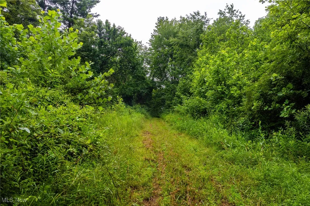 View of local wilderness