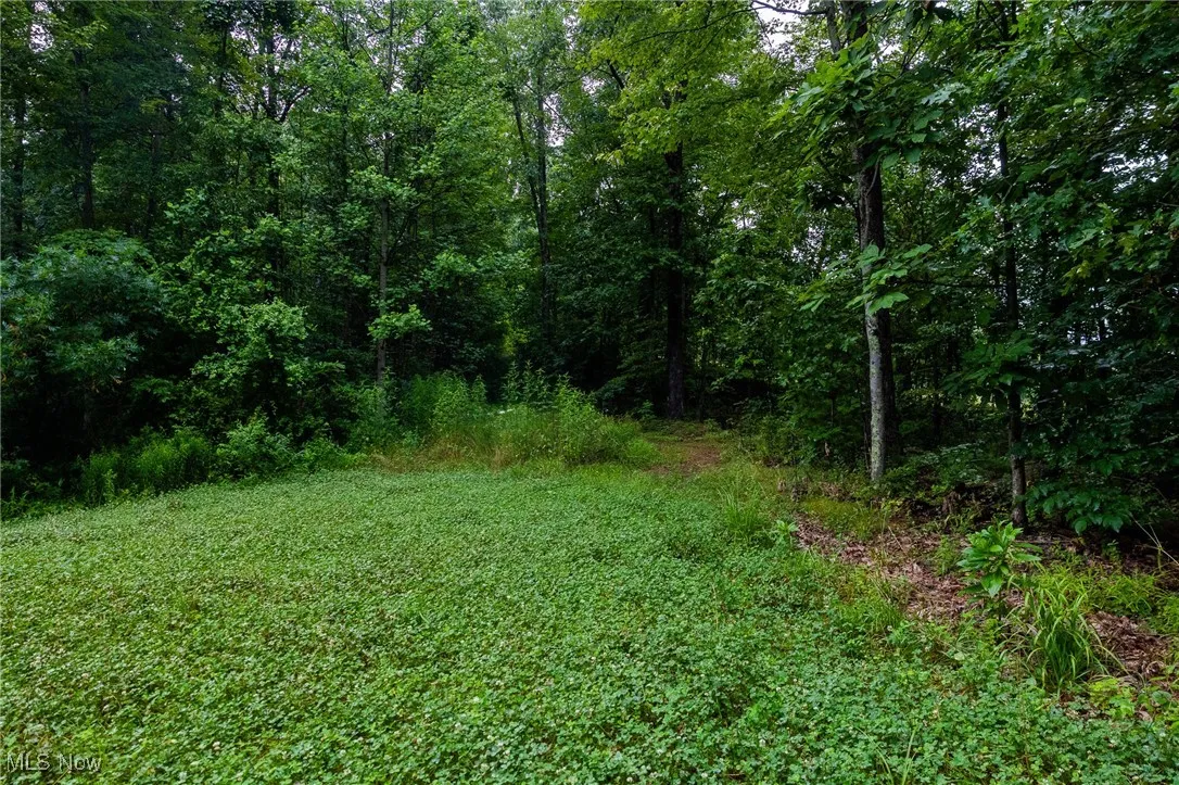 View of woods