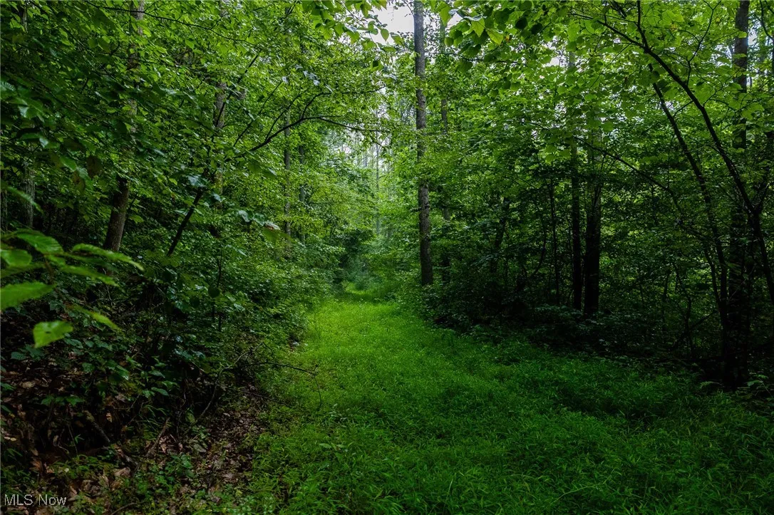 View of woods