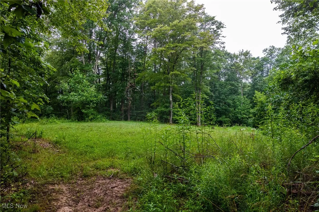 View of woods