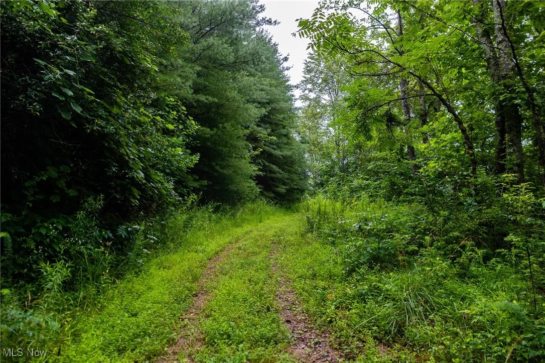 View of wooded area