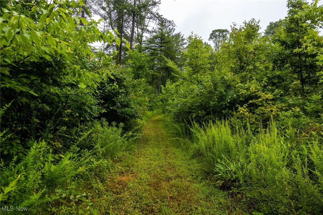 View of nature