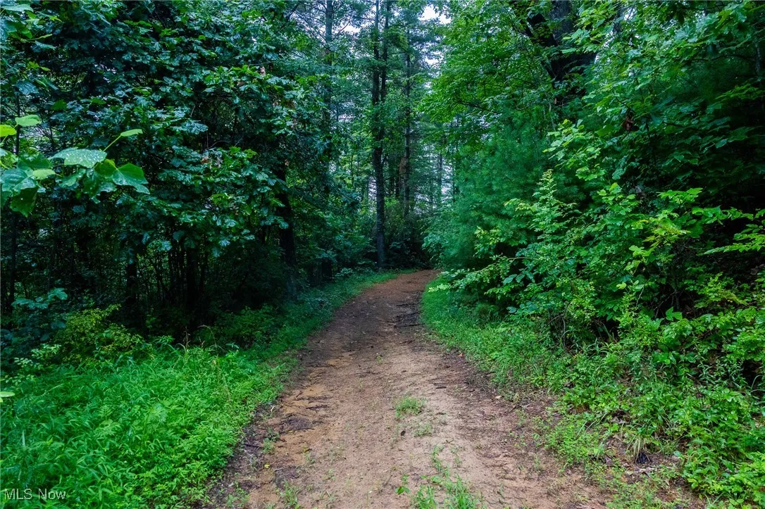 View of street with a forest view