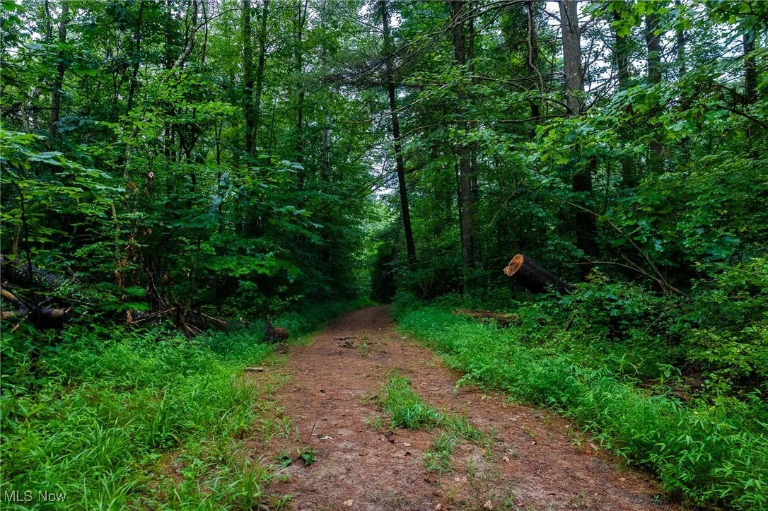 View of wooded area