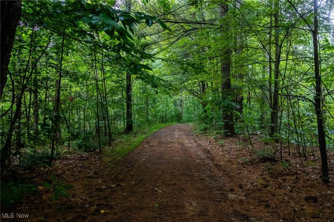 View of road featuring a forest view