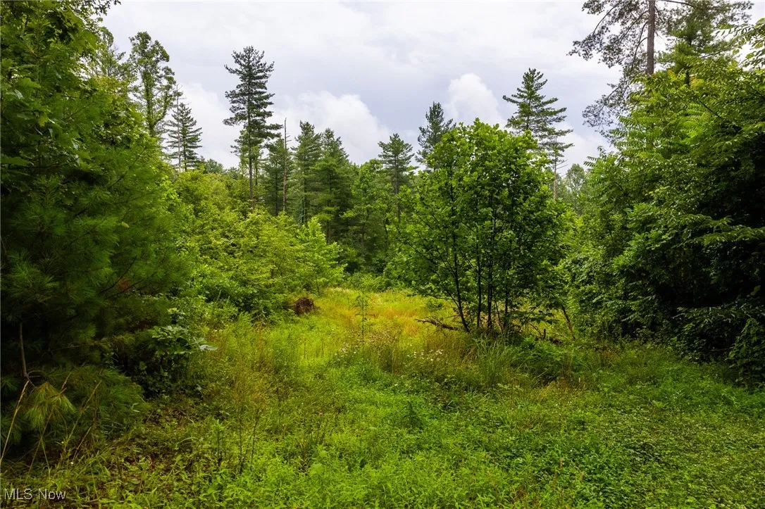 View of wooded area
