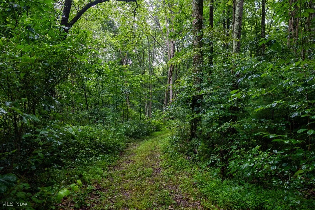View of wooded area