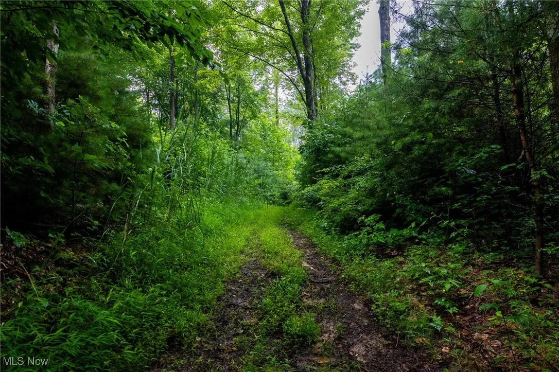 View of tree filled area