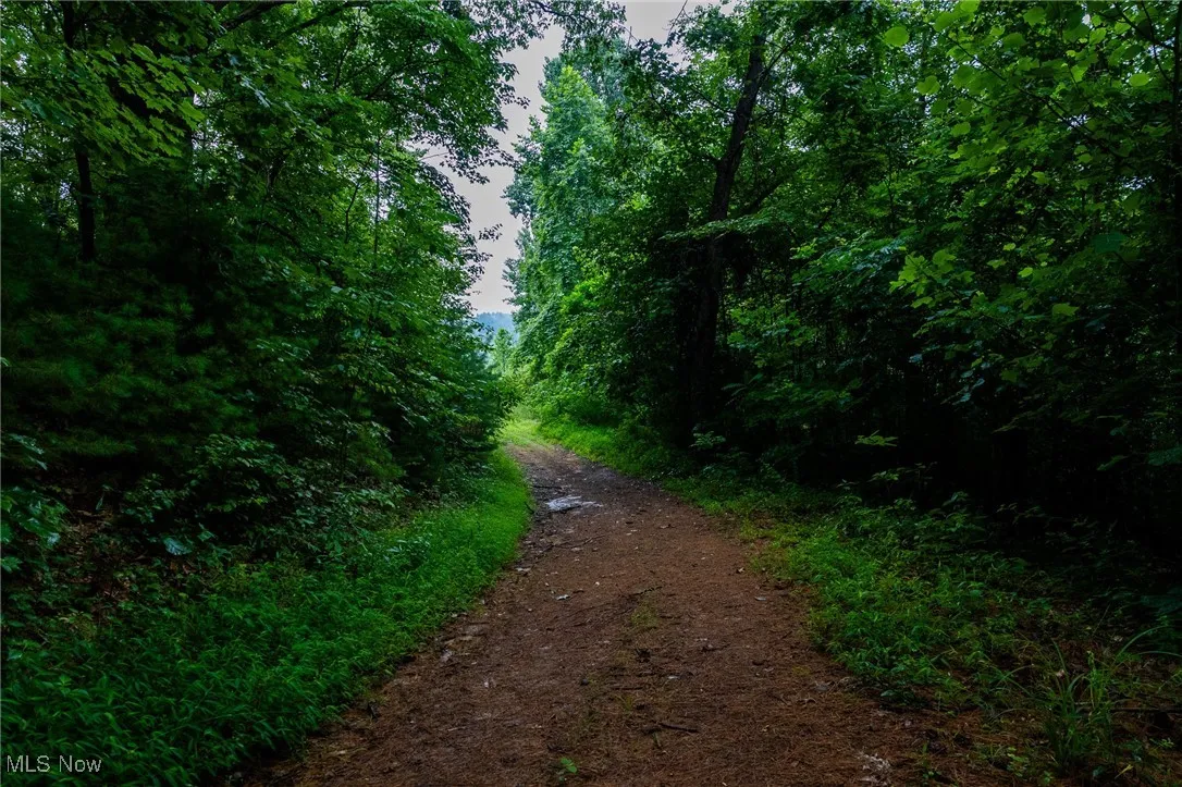View of street featuring a forest view