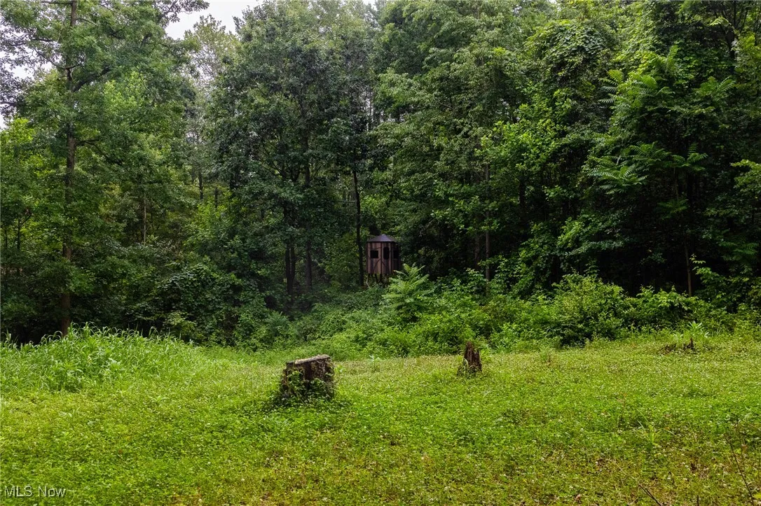 View of woods
