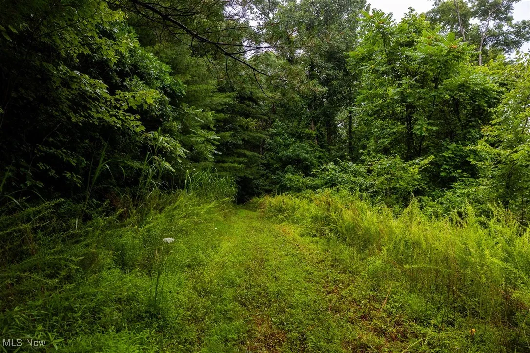 View of woods