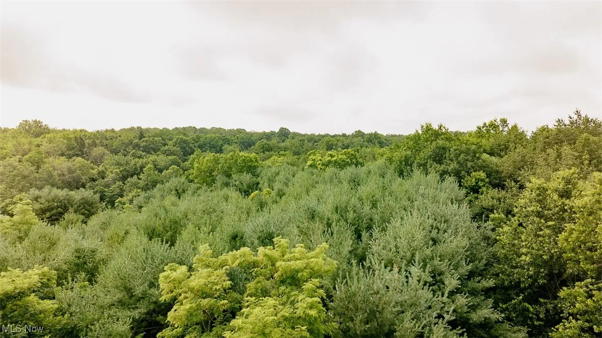 View of tree filled area