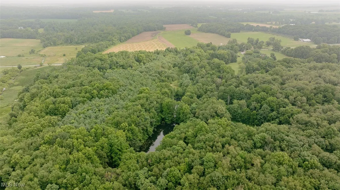 Drone / aerial view of a forest