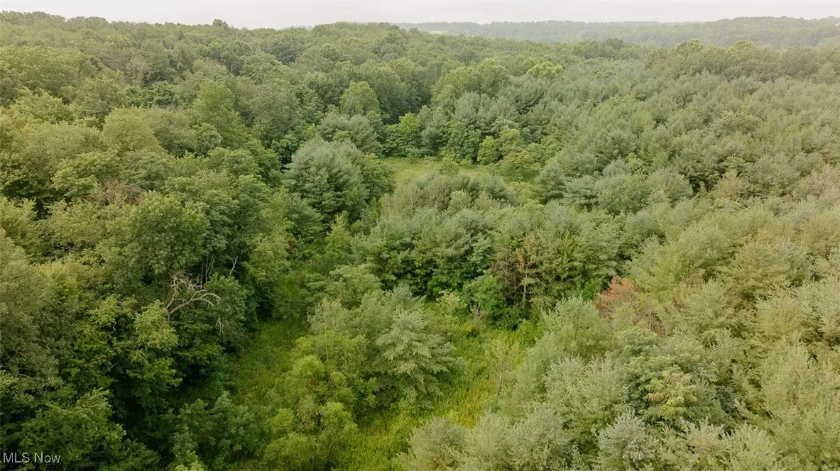 Aerial view of a forest