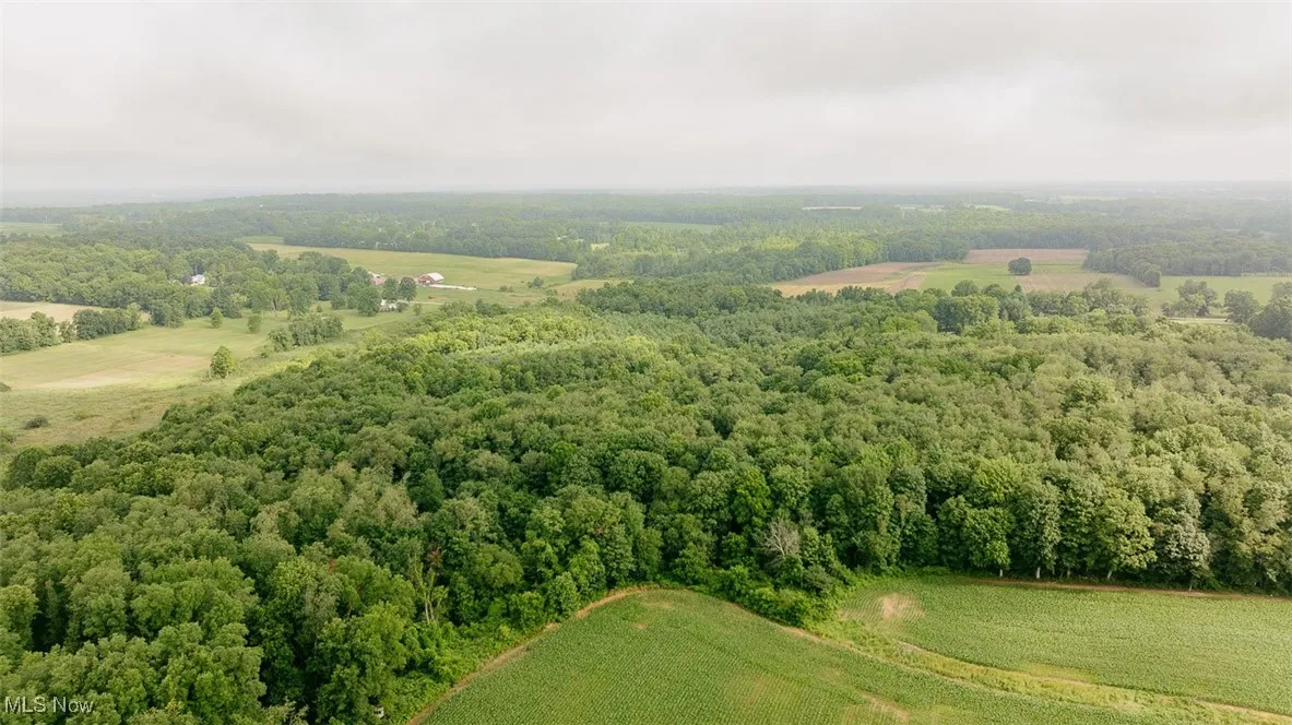 Bird's eye view of a forest