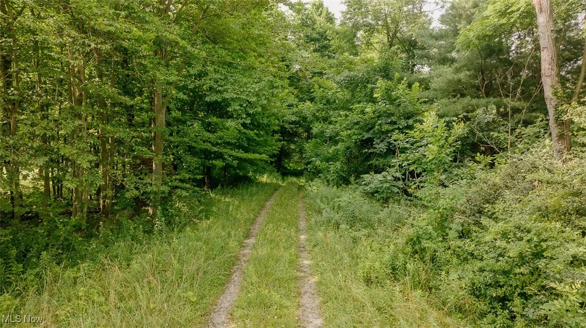 View of wooded area