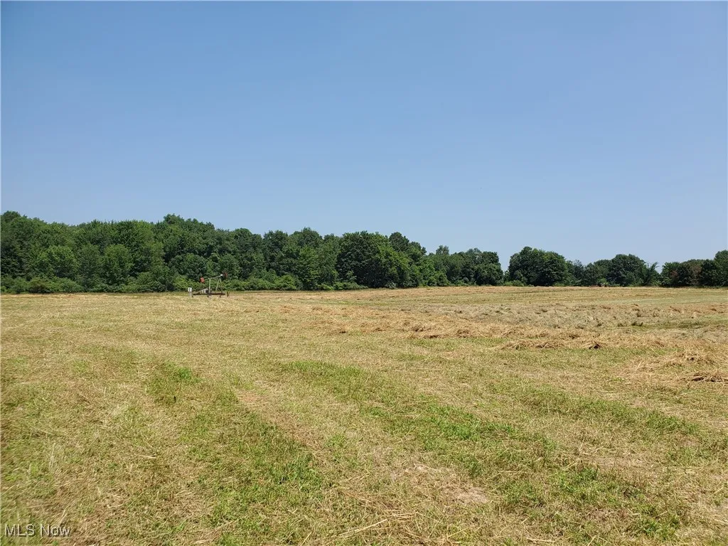 Field and woods