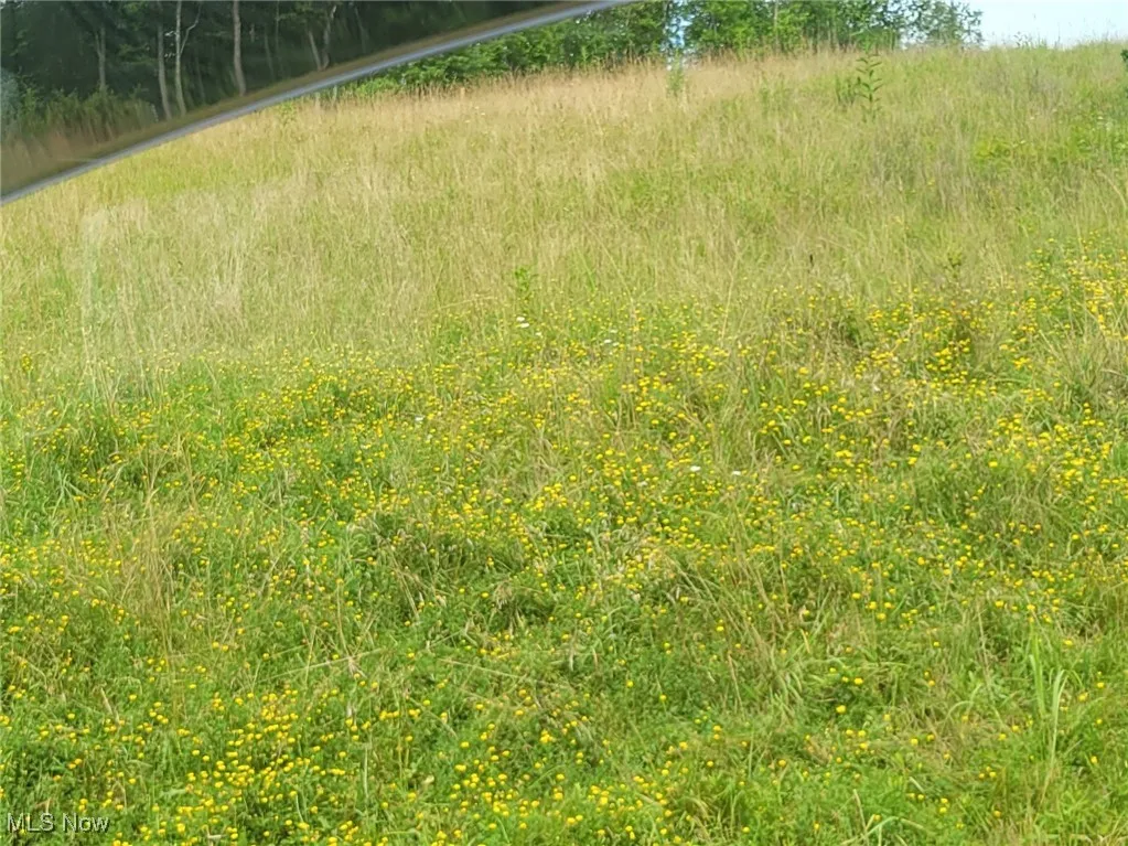 View of undeveloped land