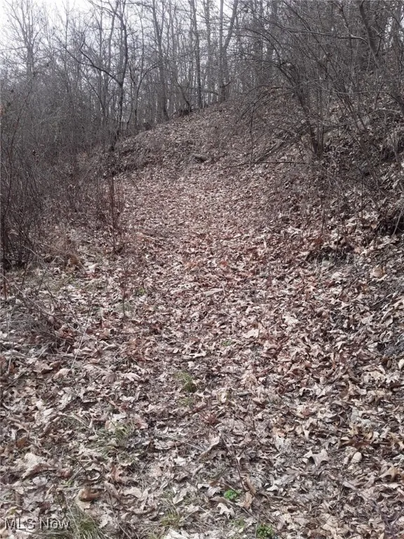 View of local wilderness