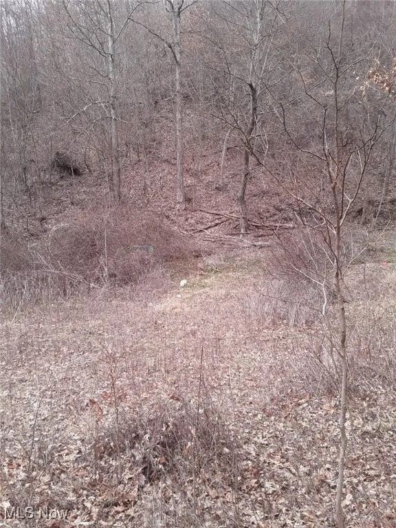 View of local wilderness