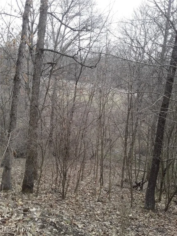View of tree filled area