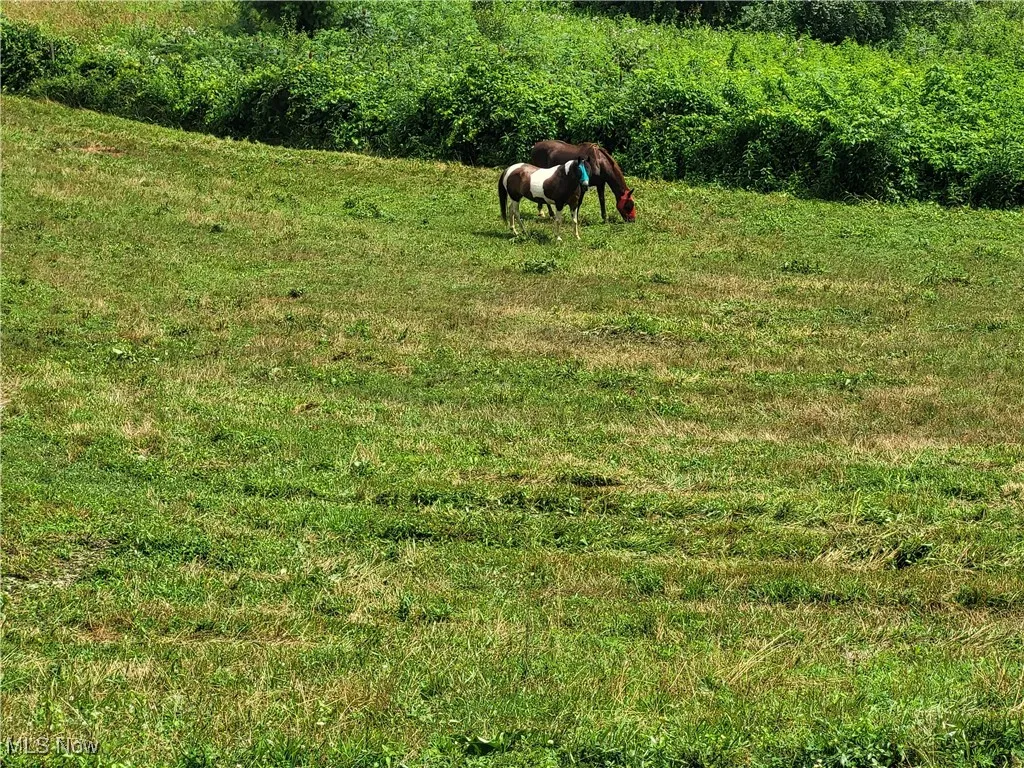 Horses
