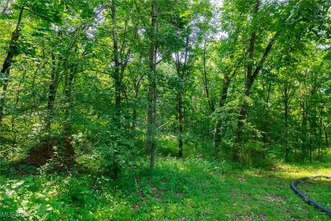 View of wooded area