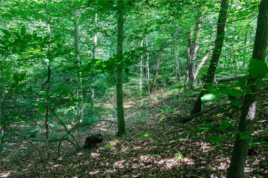 View of woods