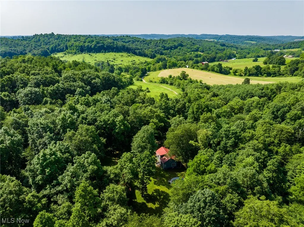 Drone / aerial view of a forest