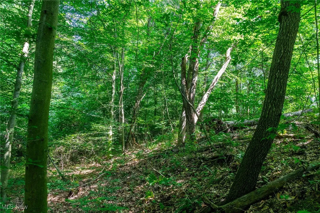 View of woods