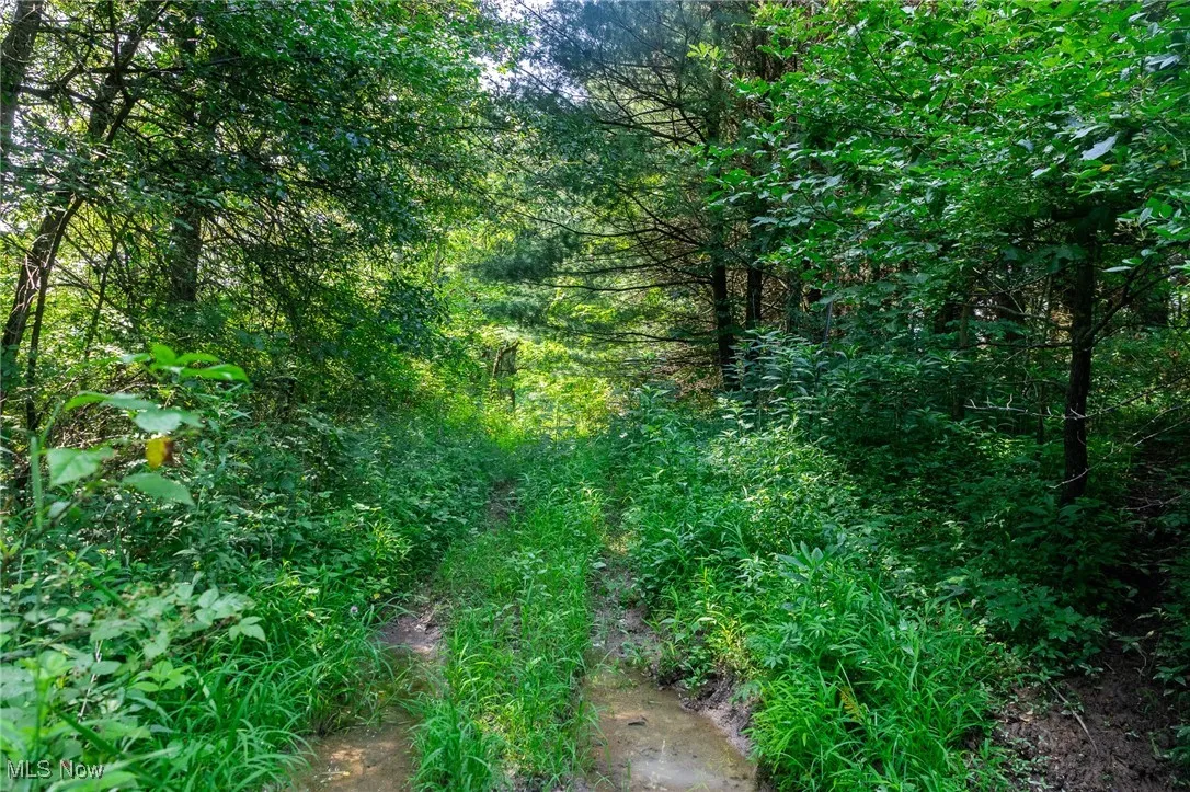 View of tree filled area