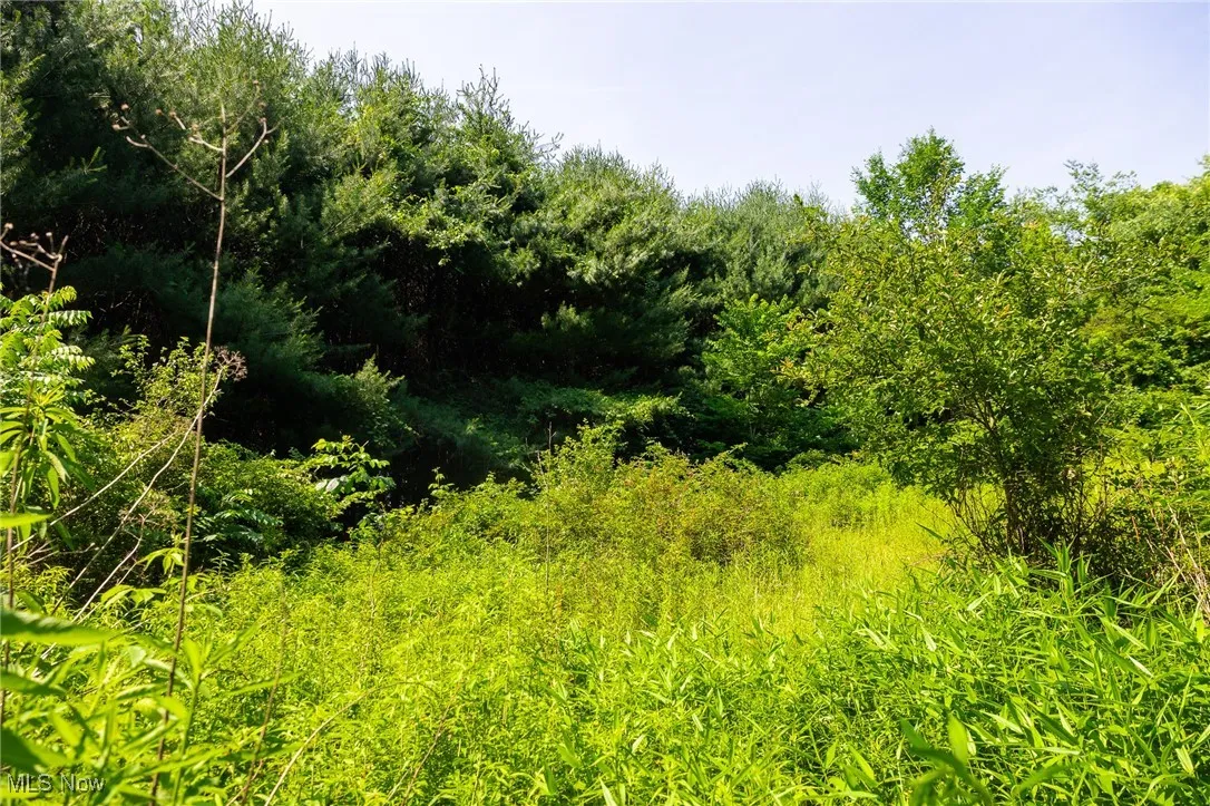 View of woods