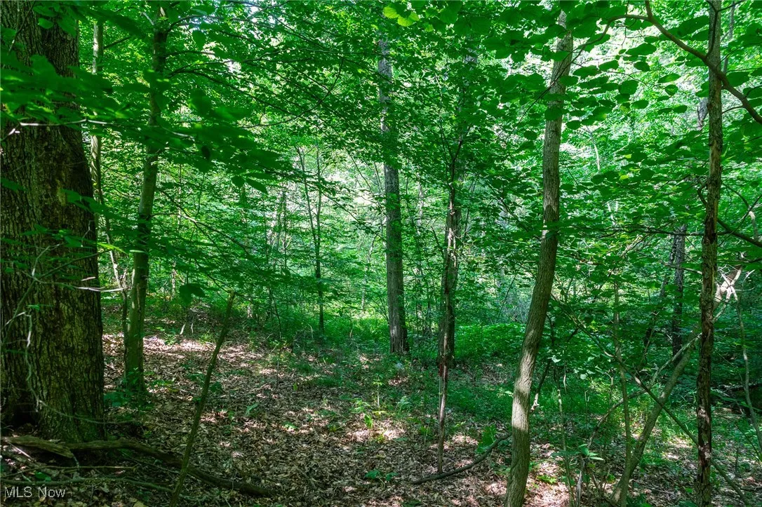 View of wooded area