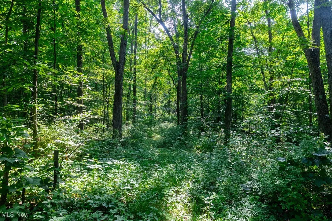 View of wooded area