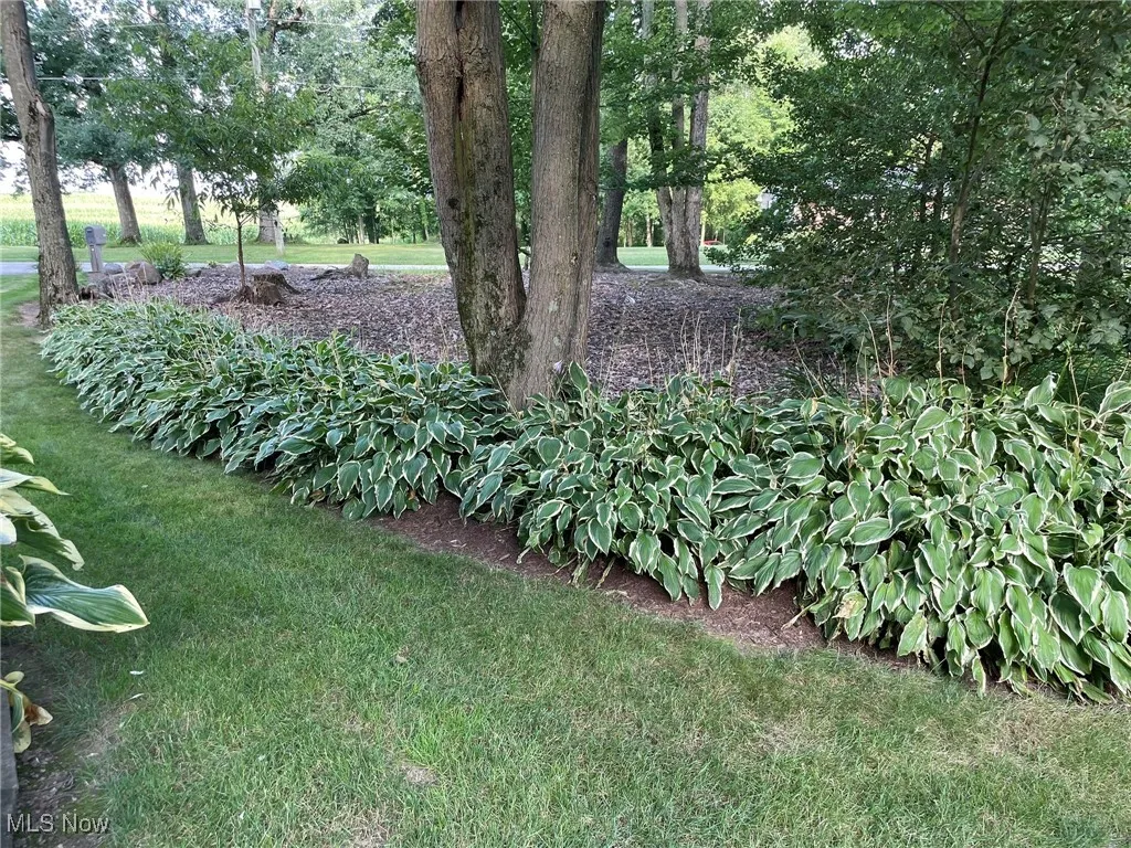View of grassy yard