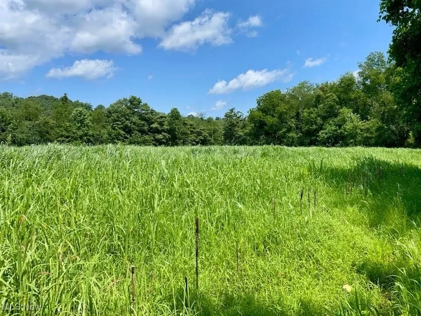 View of tree filled area