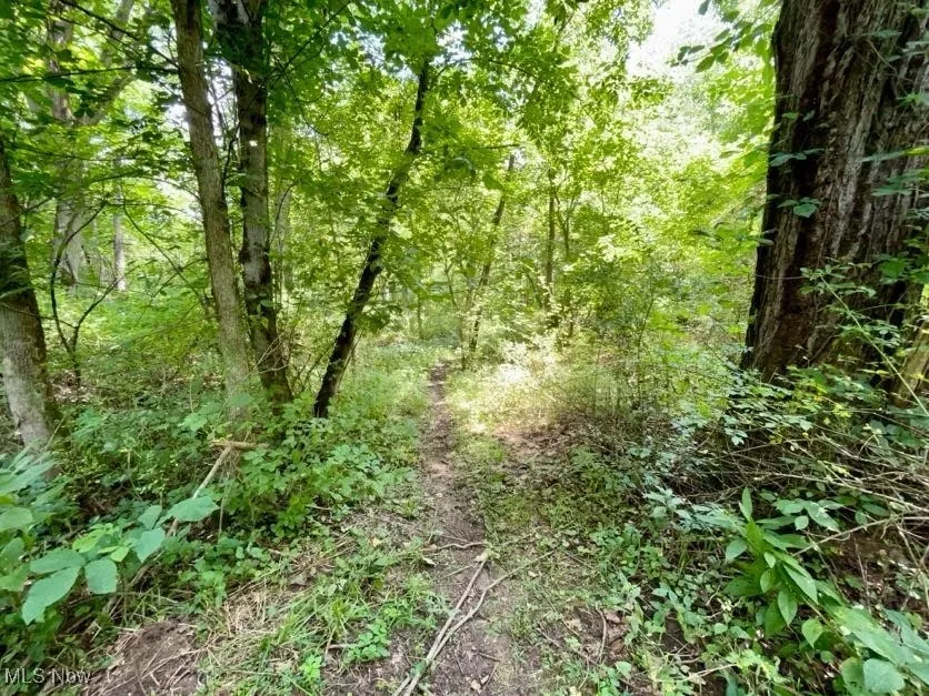 View of tree filled area