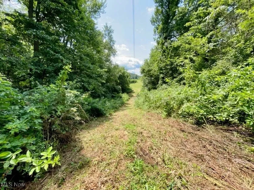 View of local wilderness