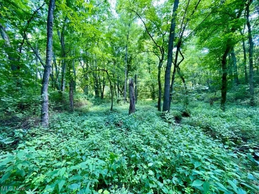View of wooded area
