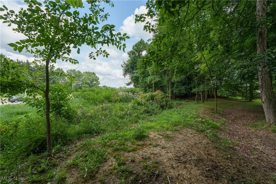 View of tree filled area