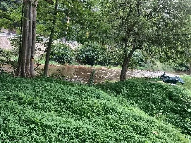 View of local wilderness
