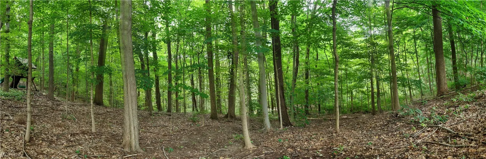 Woods behind House
