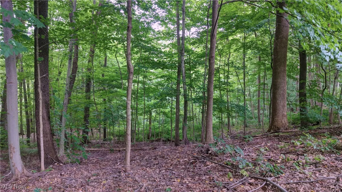 Woods behind House