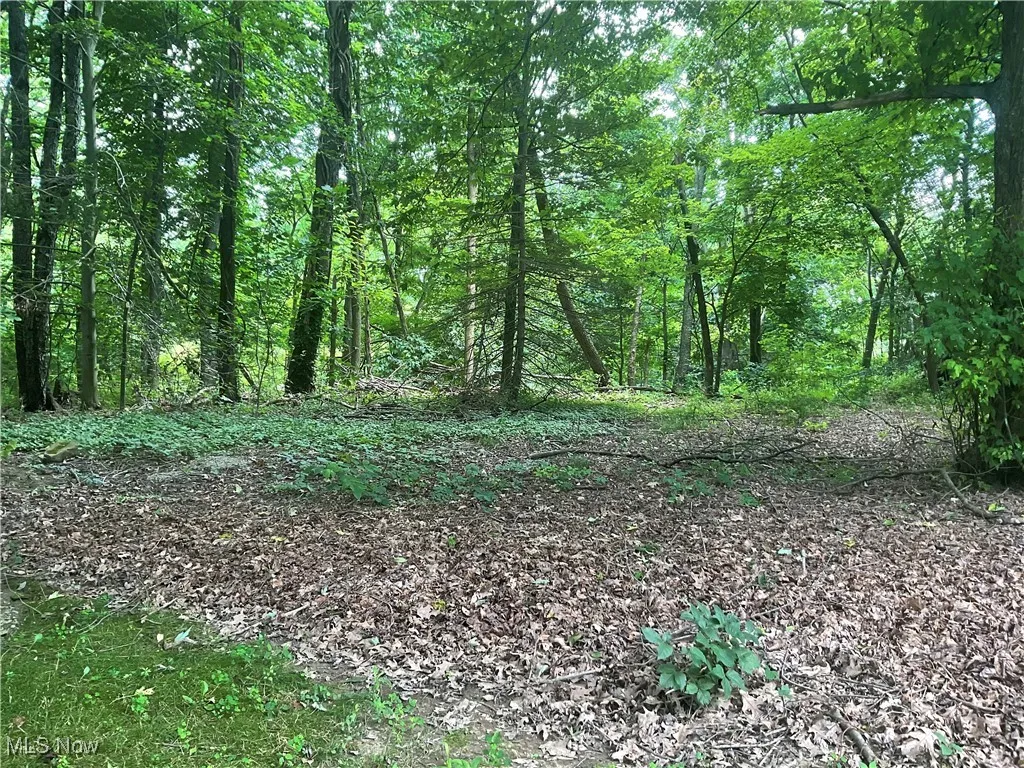 View of tree filled area