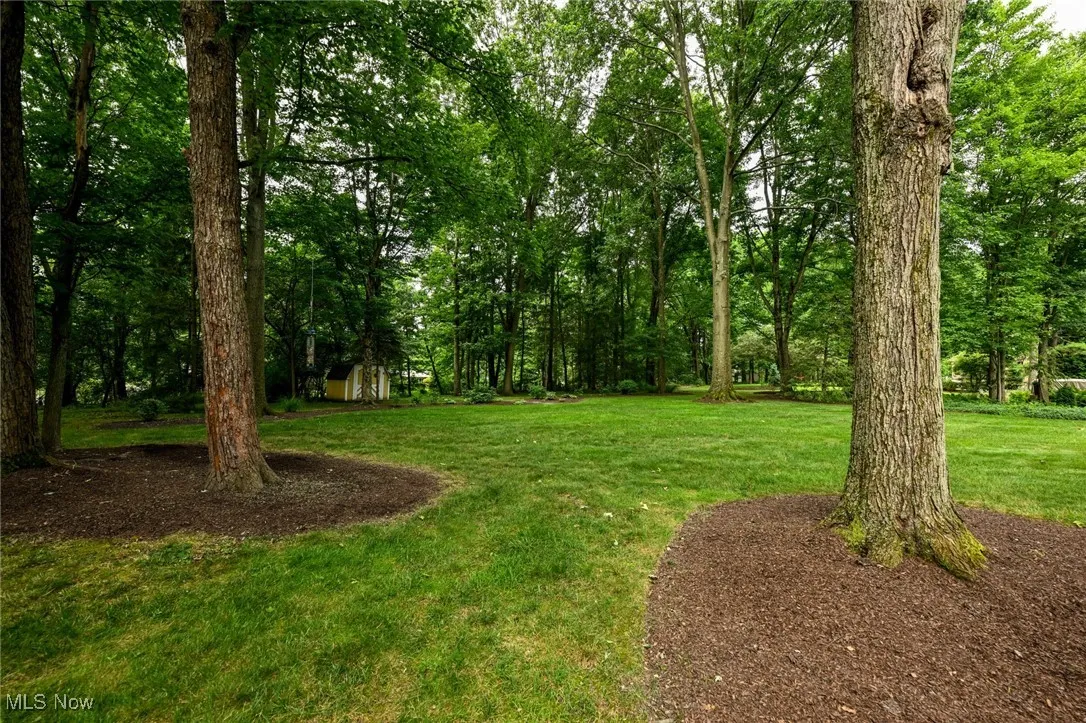 Park-like Backyard