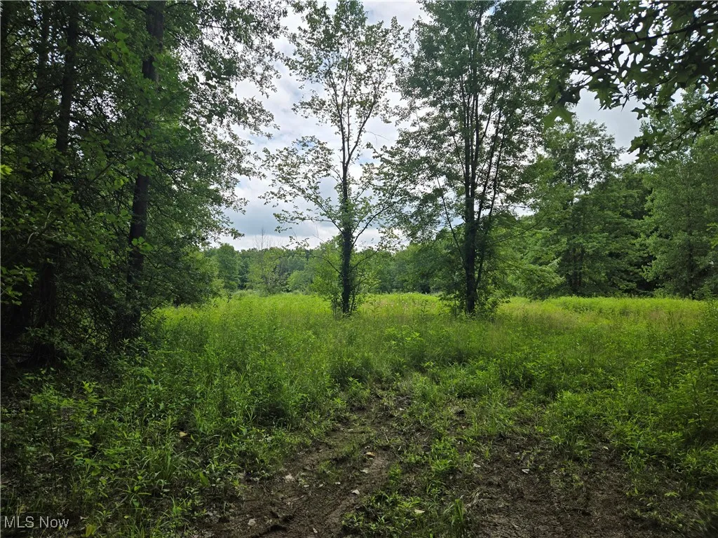 View of woods